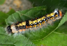 Acronicta tridens гусеница